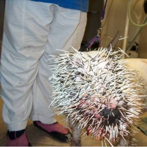 pit_vs_porcupine