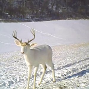 deerShed