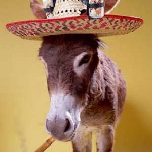 donkey