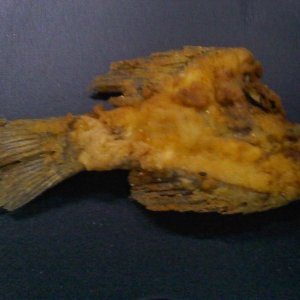 fish_fool