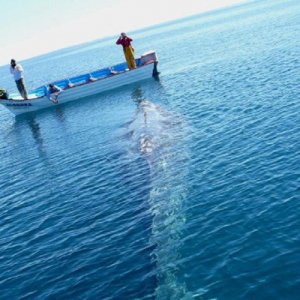boat11141
