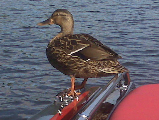 boat 005.jpg