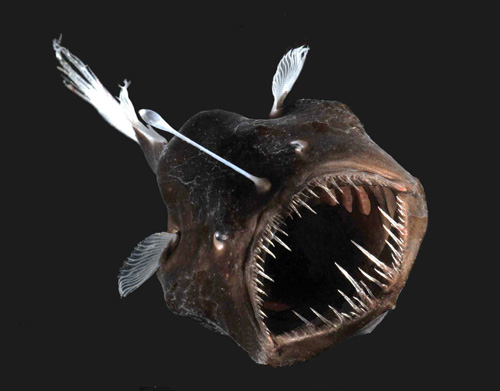 chomp