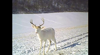 deerShed