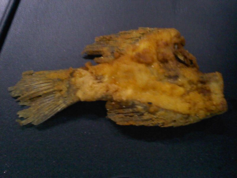 fish_fool