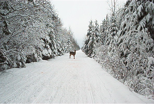 snow deer.jpg